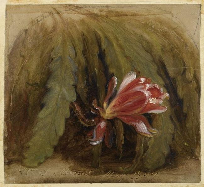 William Sidney Mount Cactus in Blossom oil painting image
